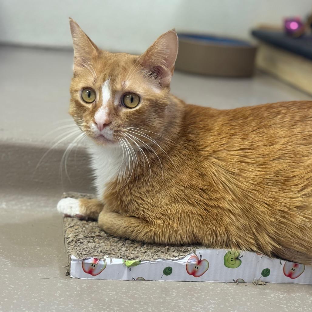 Enlarge Graham, a Adoptable Domestic Short Hair in Easton, PA image 1/5