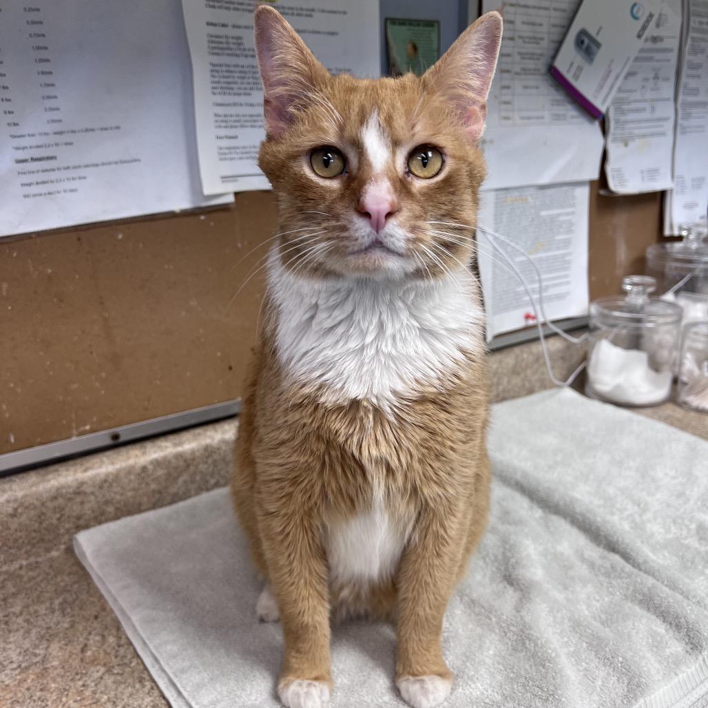 Enlarge Graham, a Adoptable Domestic Short Hair in Easton, PA image 2/5