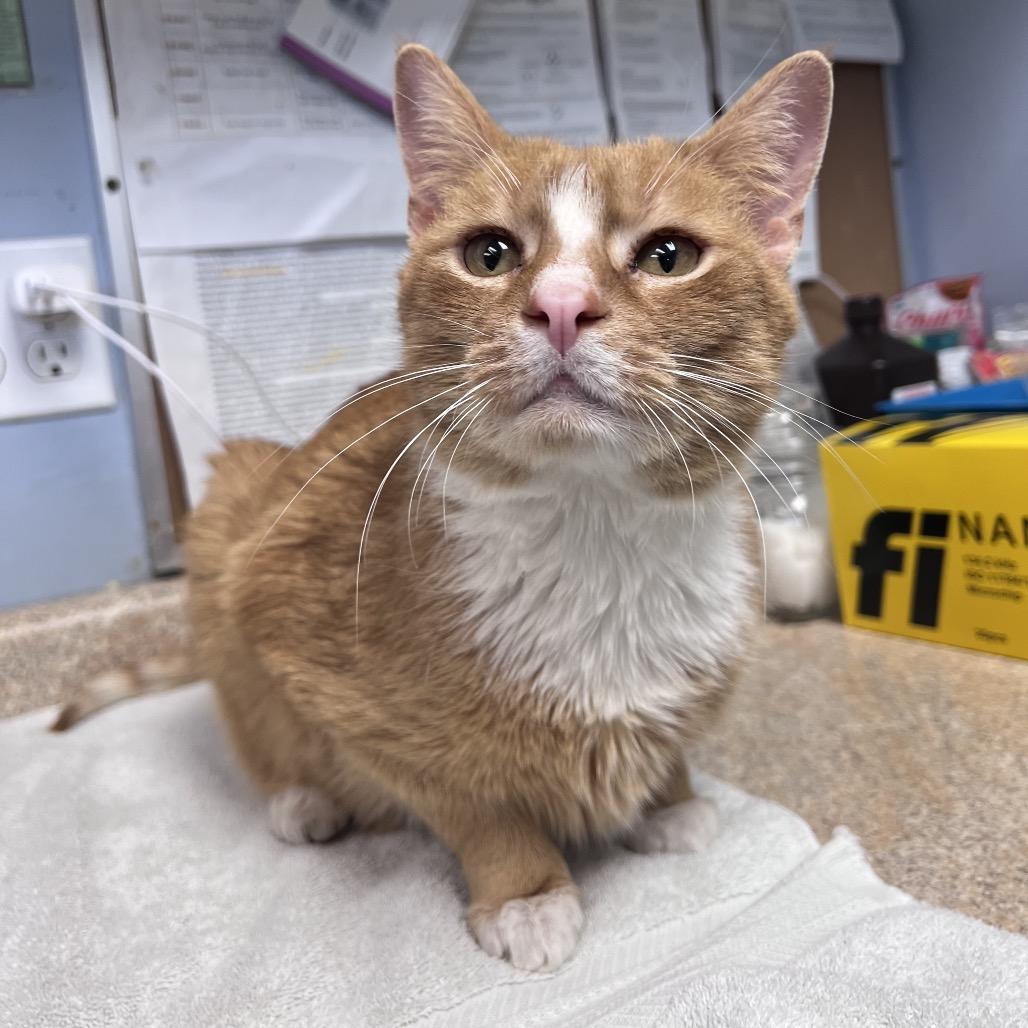 Enlarge Graham, a Adoptable Domestic Short Hair in Easton, PA image 3/5