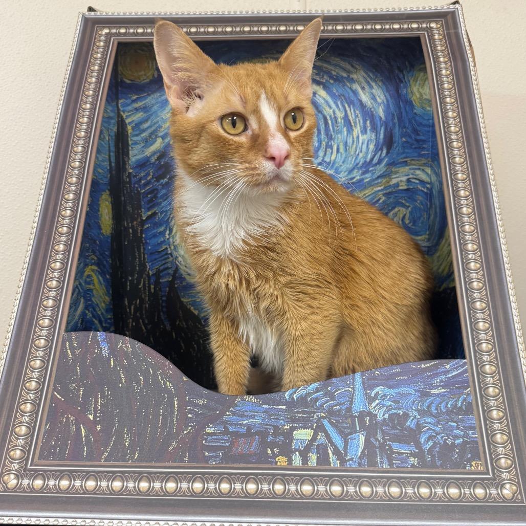 Enlarge Graham, a Adoptable Domestic Short Hair in Easton, PA image 4/6