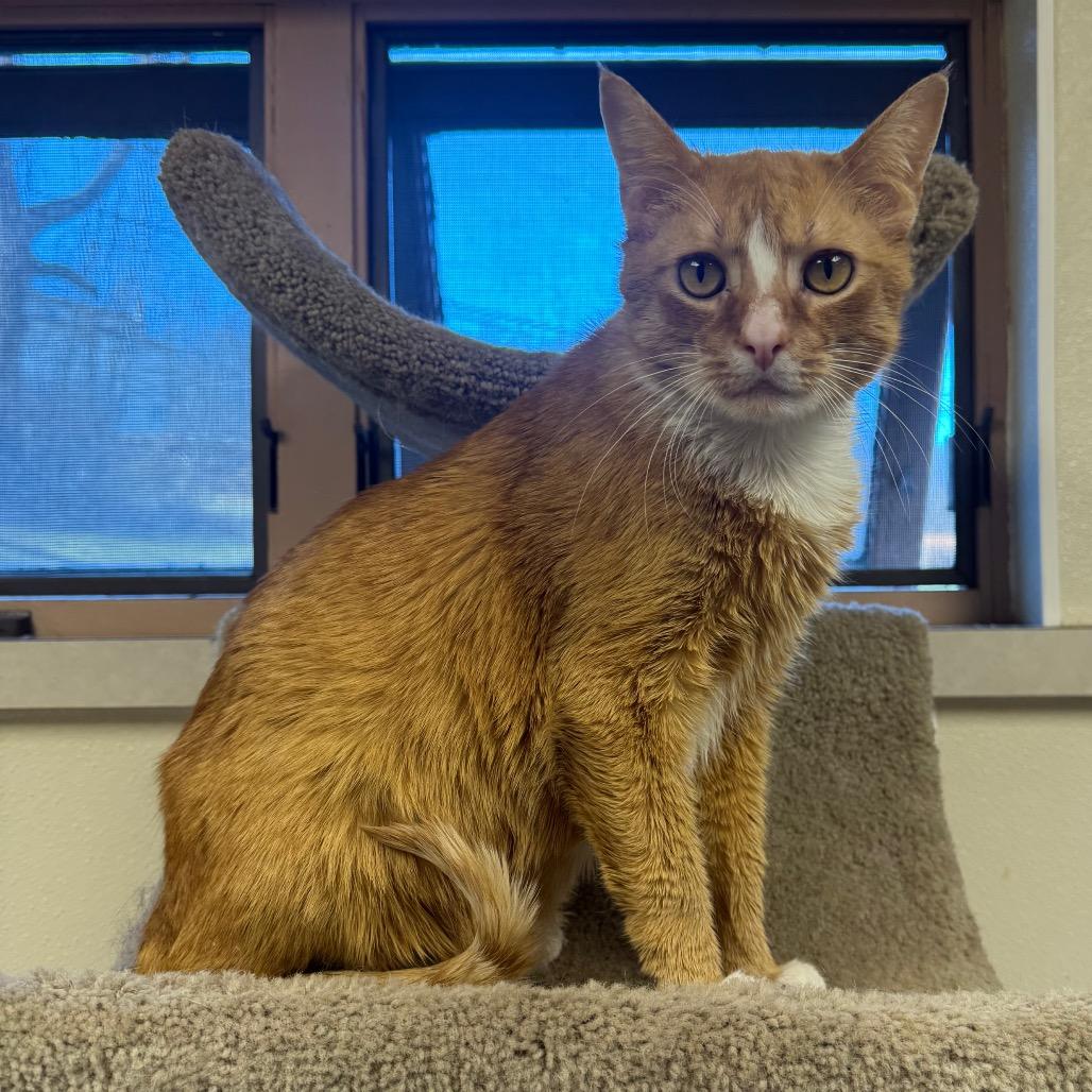 Enlarge Graham, a Adoptable Domestic Short Hair in Easton, PA image 4/5