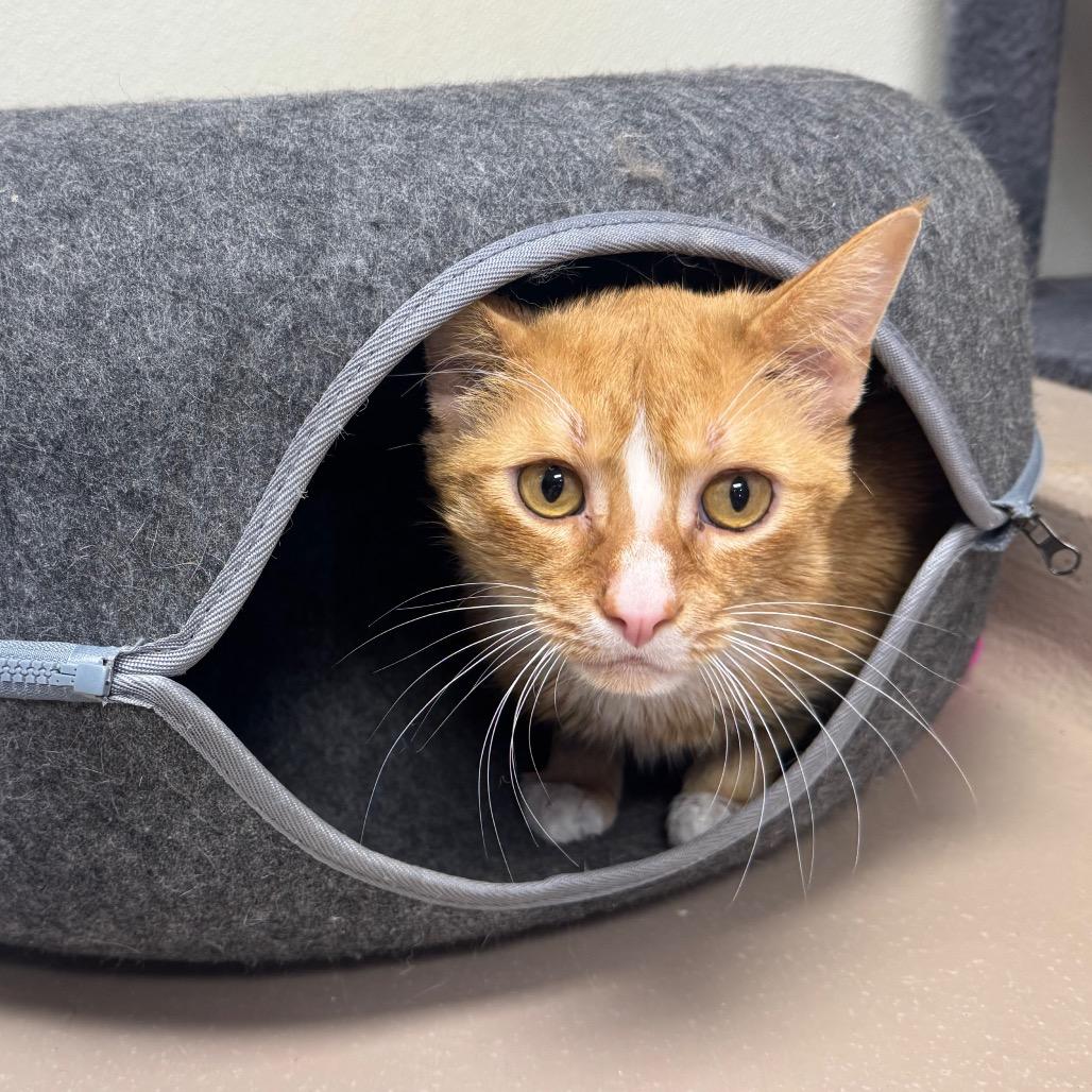 Enlarge Graham, a Adoptable Domestic Short Hair in Easton, PA image 5/5