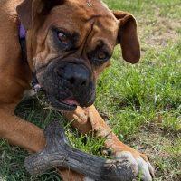 Queen, Adopted, Senior Female Boxer.