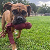 Enlarge Queen, a Adopted Boxer in Davis, CA image 2/6