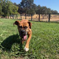 Enlarge Queen, a Adopted Boxer in Davis, CA image 3/6