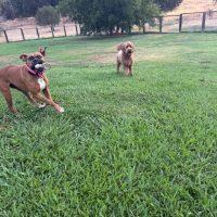 Enlarge Queen, a Adopted Boxer in Davis, CA image 4/6