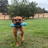 Enlarge Queen, a Adopted Boxer in Davis, CA image 5/6