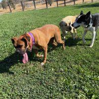Enlarge Queen, a Adopted Boxer in Davis, CA image 6/6