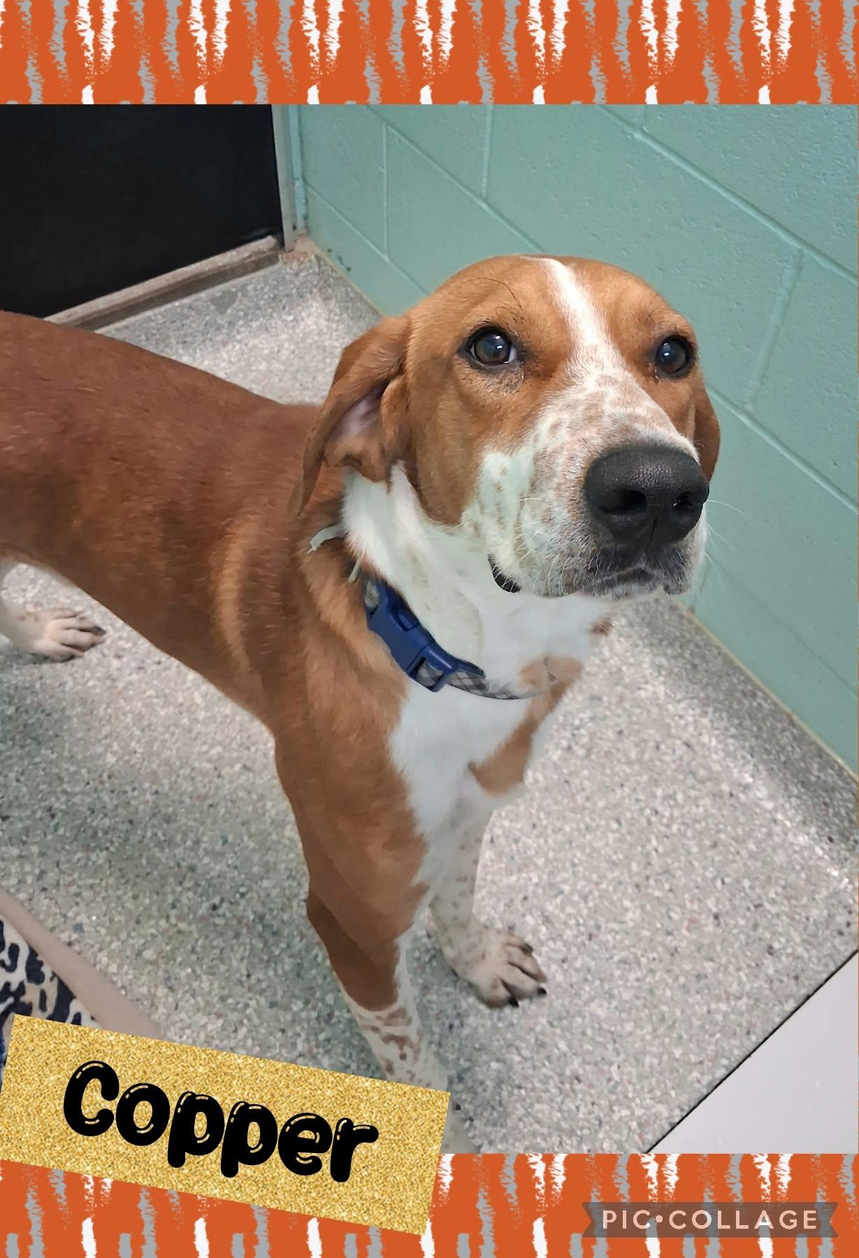 Copper, Adoptable, Adult Male Mixed Breed.