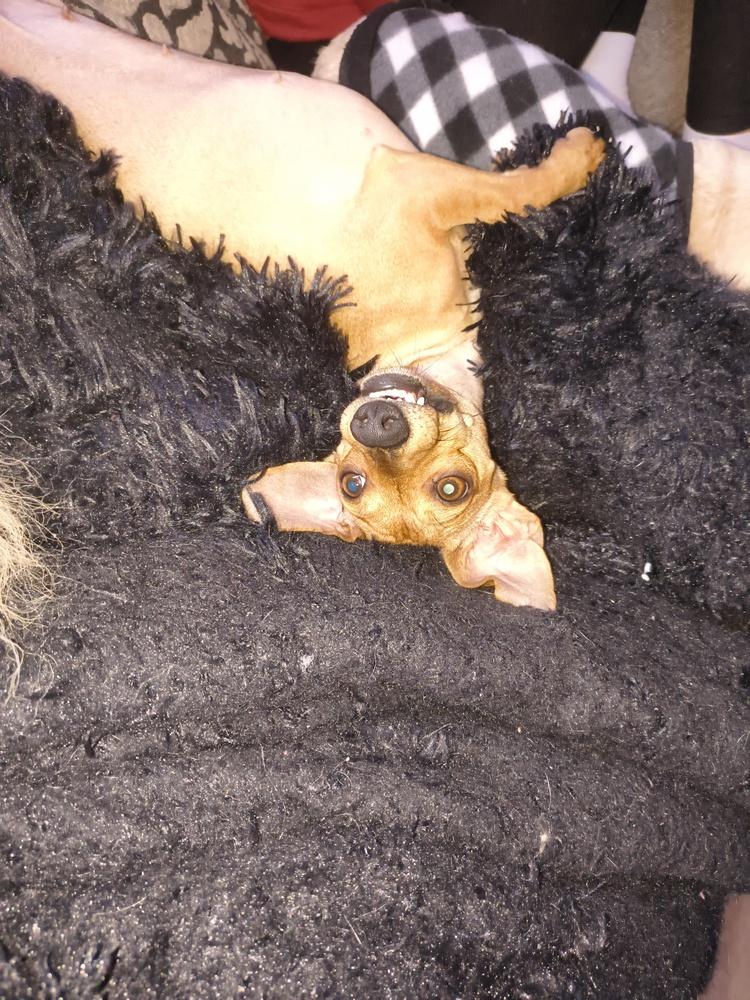 Enlarge Daisy (PW 1298), a Adoptable mixed breed in Plymouth, MI image 1/2