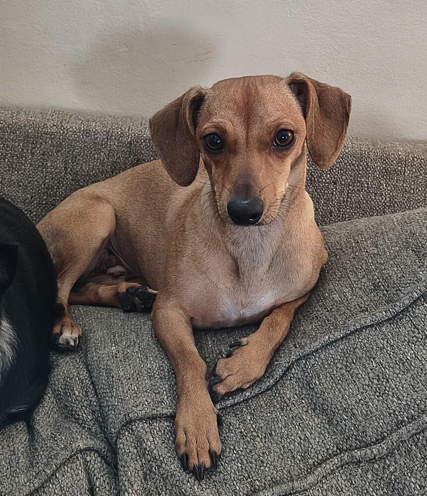 Enlarge PW 1298 (Daisy), a Adoptable mixed breed in Plymouth, MI image 1/1