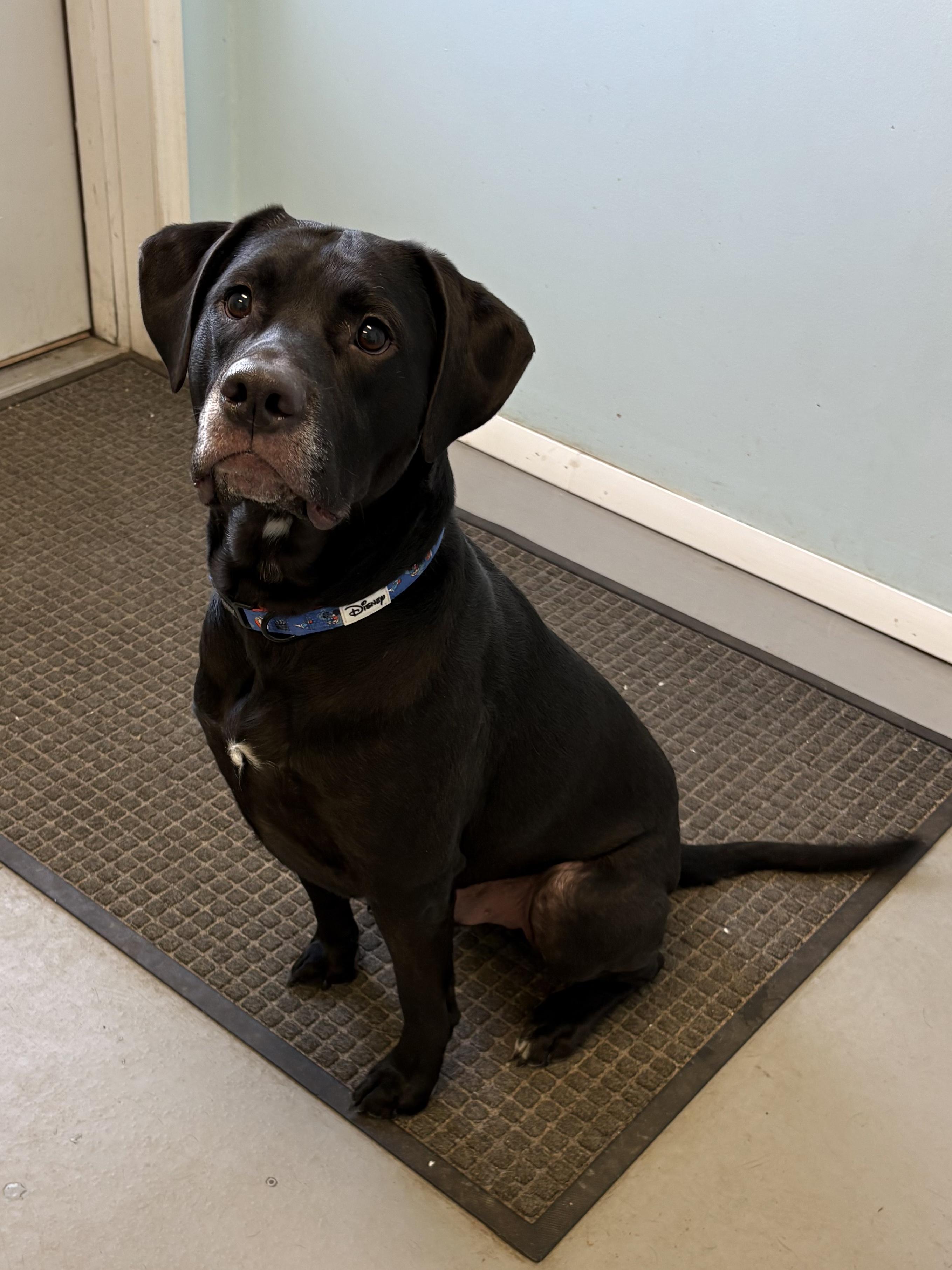 Bobby, ADOPTABLE, Young Male Labrador Retriever.