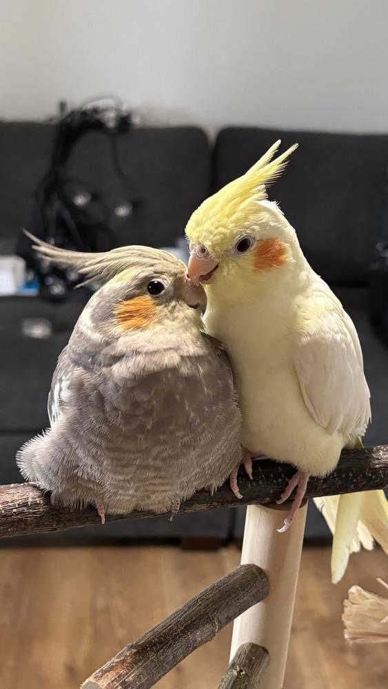 Marble, Adoptable, Young Female Cockatiel.