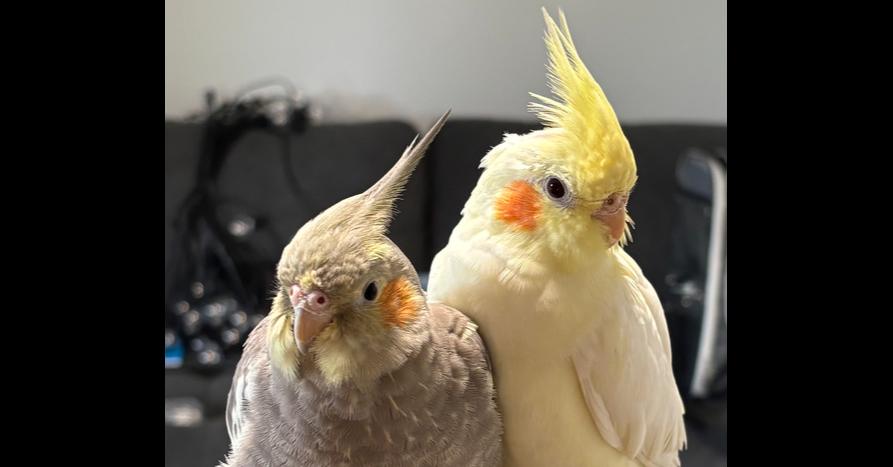 Enlarge Marble, a Adoptable Cockatiel in Pittsburgh, PA image 2/2