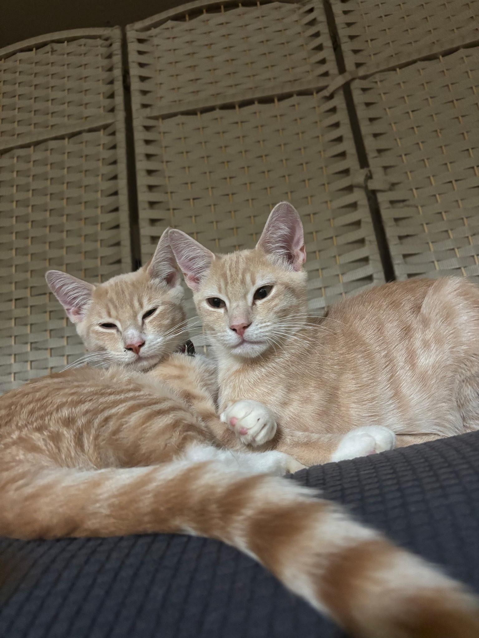 Bo, adopted, Kitten Male Domestic Short Hair.