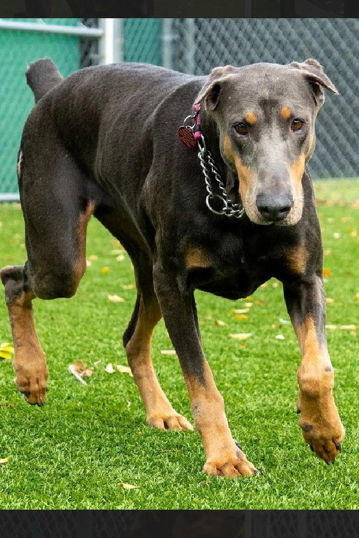 BlueBell 3446, Adoptable, Adult Female Doberman Pinscher.