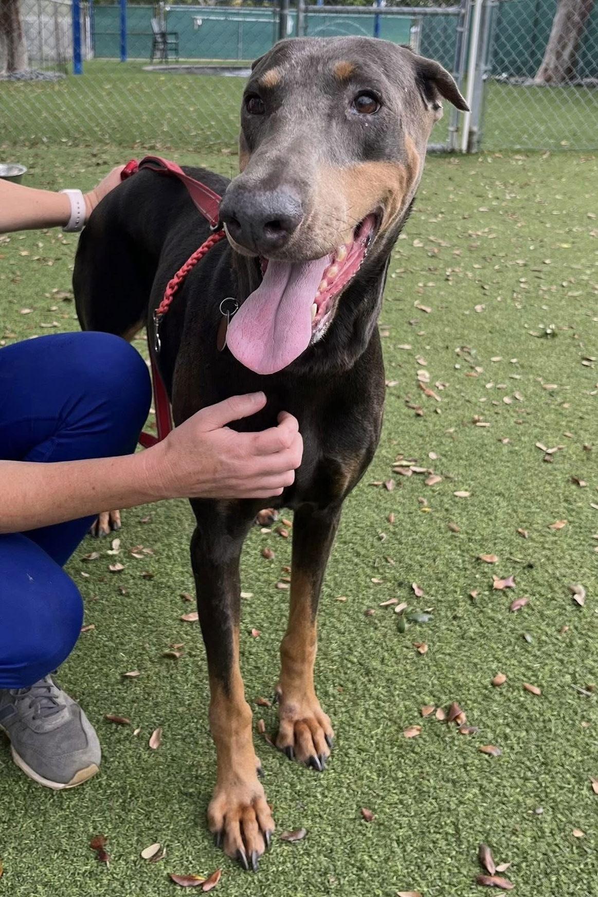 BlueBell 3446, a Adoptable Doberman Pinscher in Oakland Park, FL image 2/3