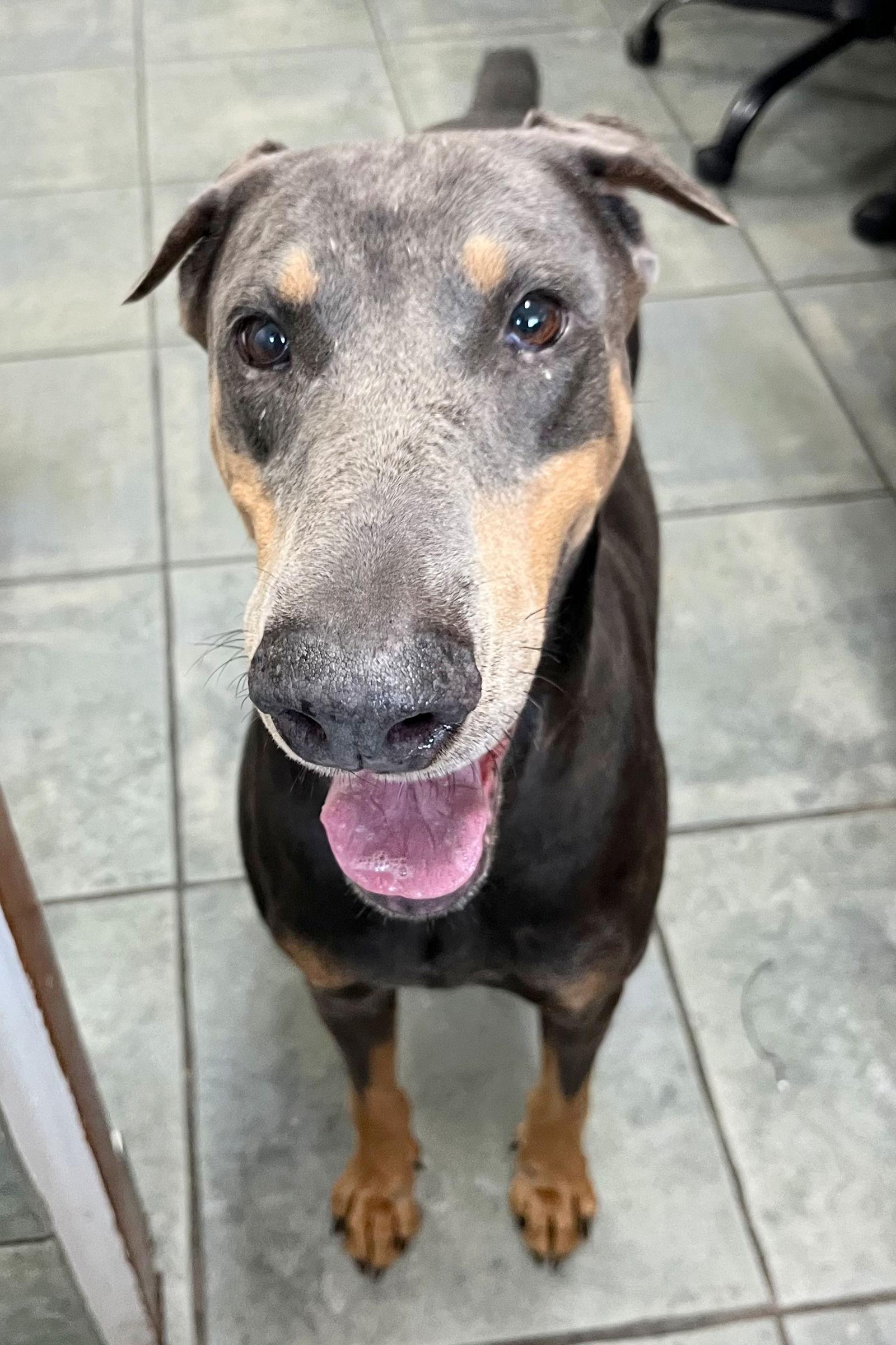 Enlarge BlueBell 3446, a Adoptable Doberman Pinscher in Oakland Park, FL image 2/3