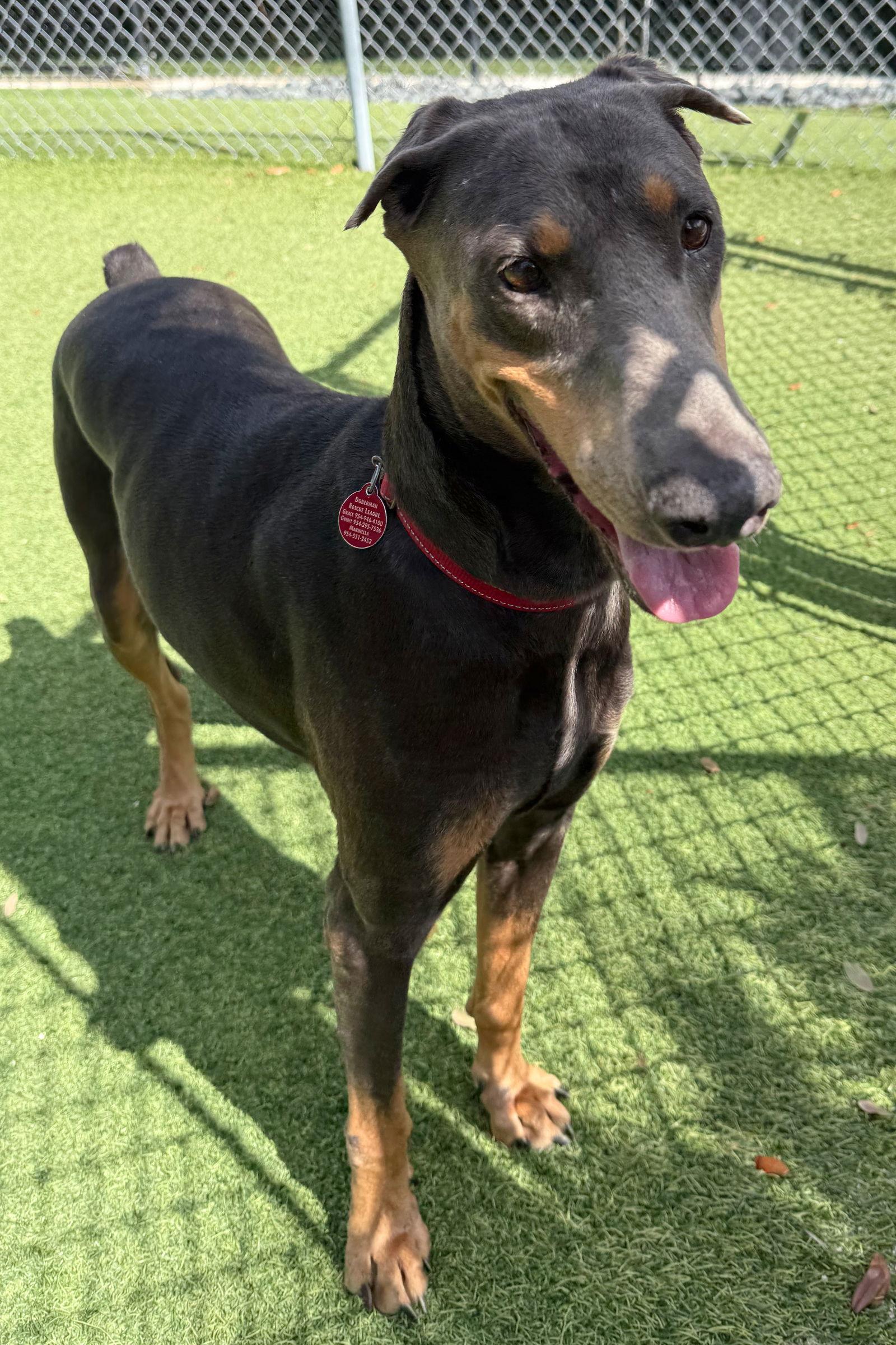 BlueBell 3446, a Adoptable Doberman Pinscher in Oakland Park, FL image 3/3