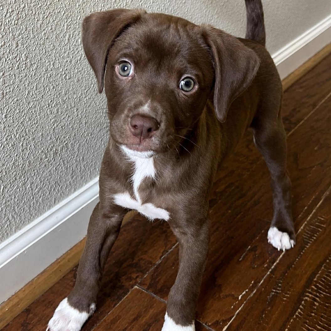 Enlarge Titan, a ADOPTABLE mixed breed in Pelham, NH image 2/6