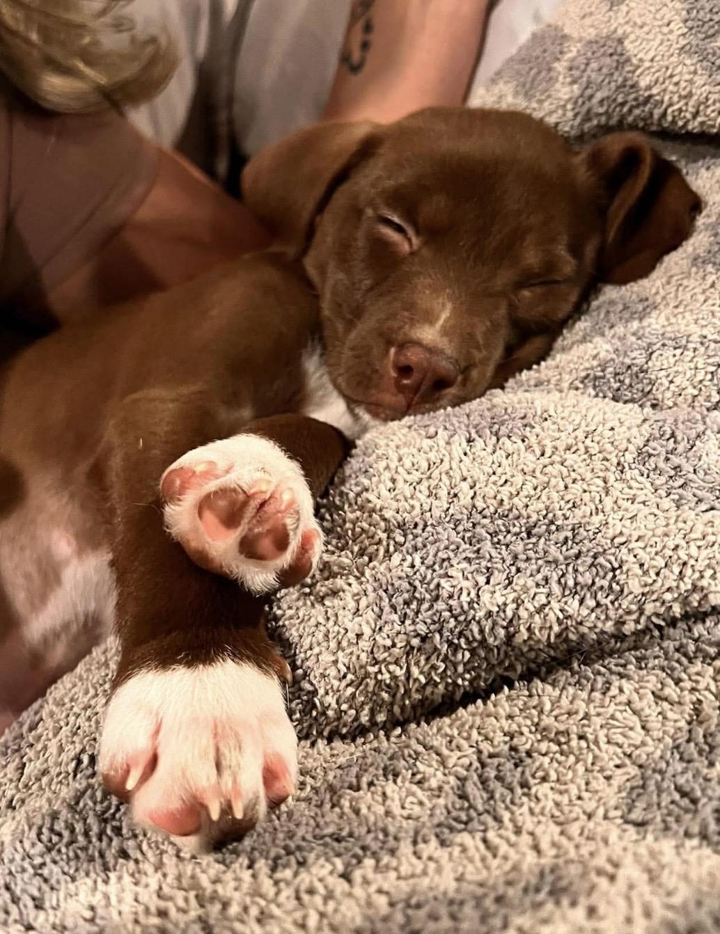 Enlarge Titan, a ADOPTABLE mixed breed in Pelham, NH image 6/6