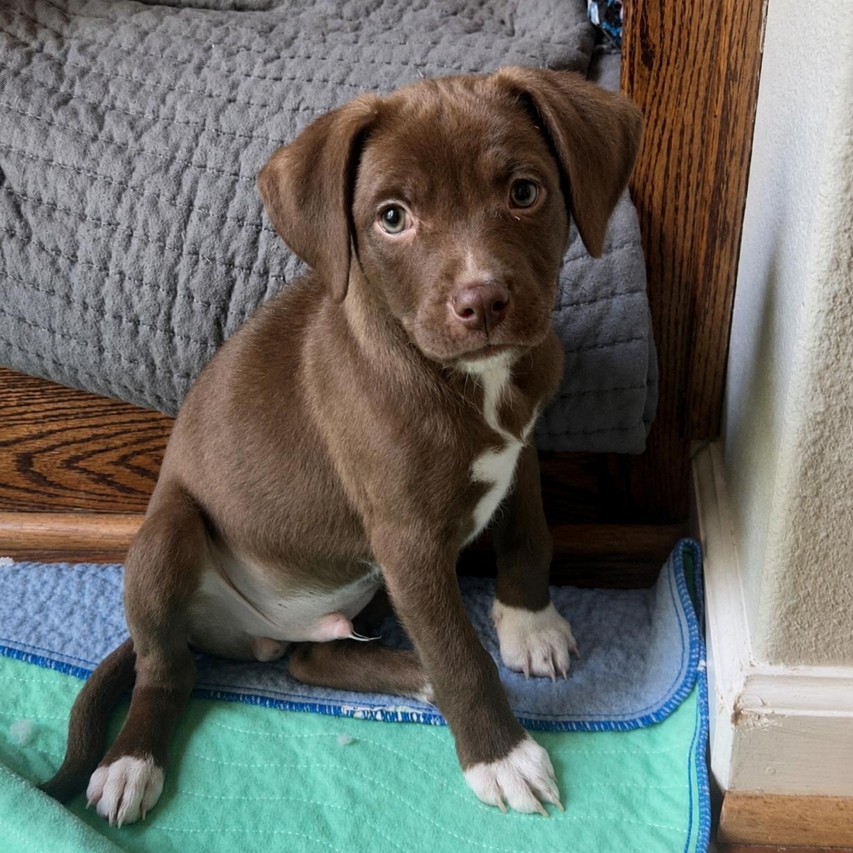 Enlarge Titan, a ADOPTABLE mixed breed in Pelham, NH image 1/6
