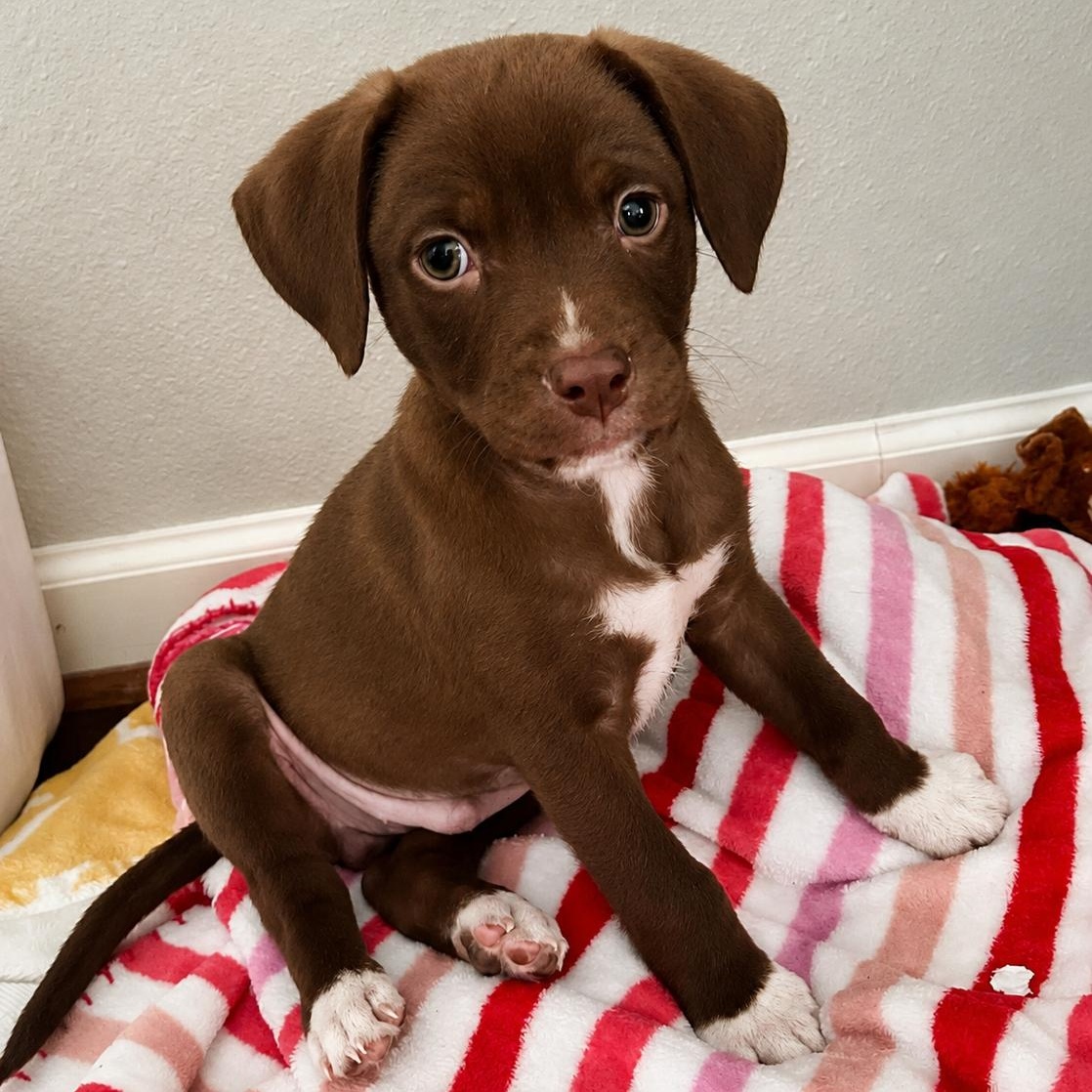 Enlarge Titan, a ADOPTABLE mixed breed in Pelham, NH image 5/6