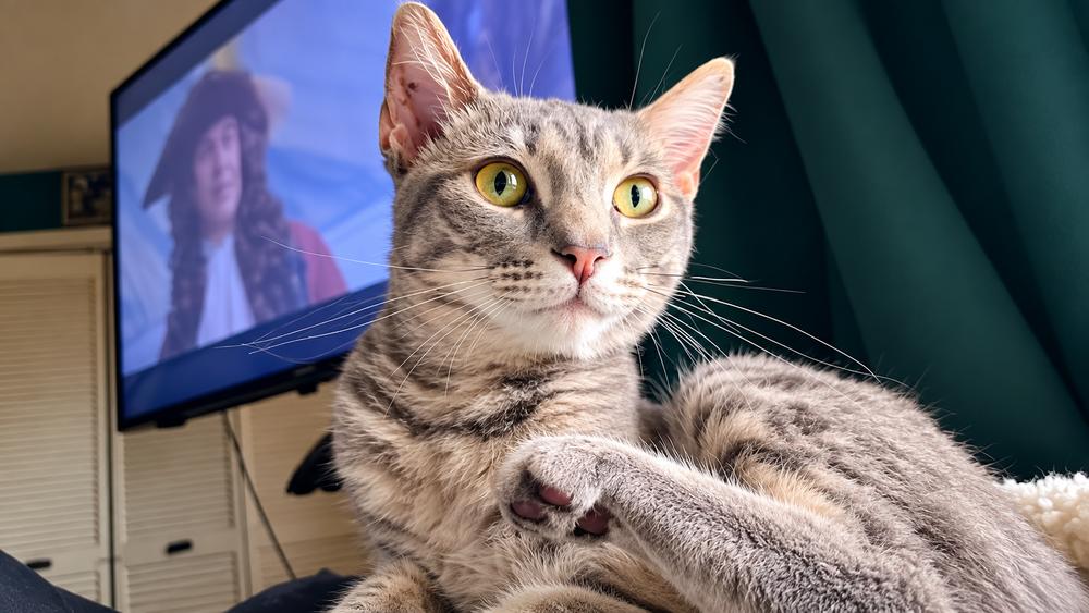 Enlarge Morty, a Adoptable Domestic Medium Hair in Saint Augustine, FL image 2/2