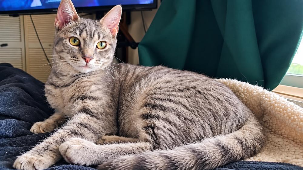 Morty, Adoptable, Young Male Domestic Medium Hair.