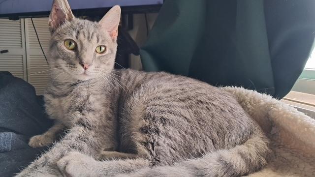Enlarge Morty, a Adoptable Domestic Medium Hair in Saint Augustine, FL image 3/3