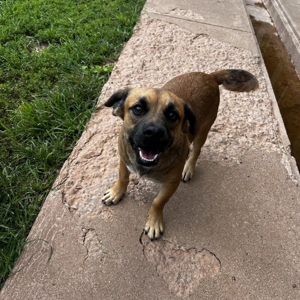 Titus, Adoptable, Young Male Beagle & Norwegian Elkhound.