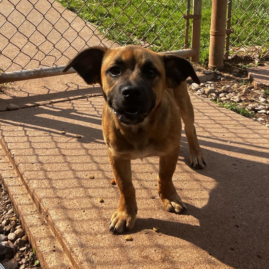 Enlarge Titus, a Adoptable mixed breed in Harrisville, WV image 2/3