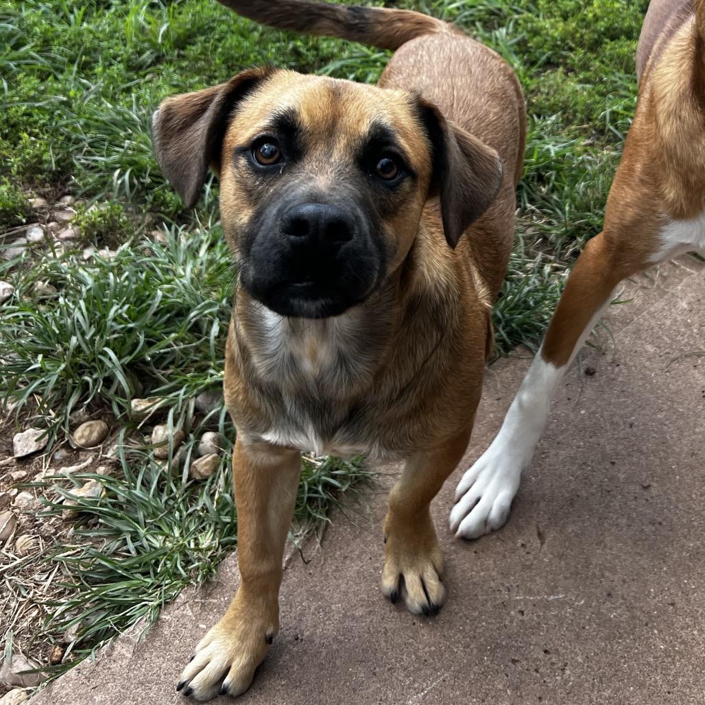 Enlarge Titus, a Adoptable mixed breed in Harrisville, WV image 3/3