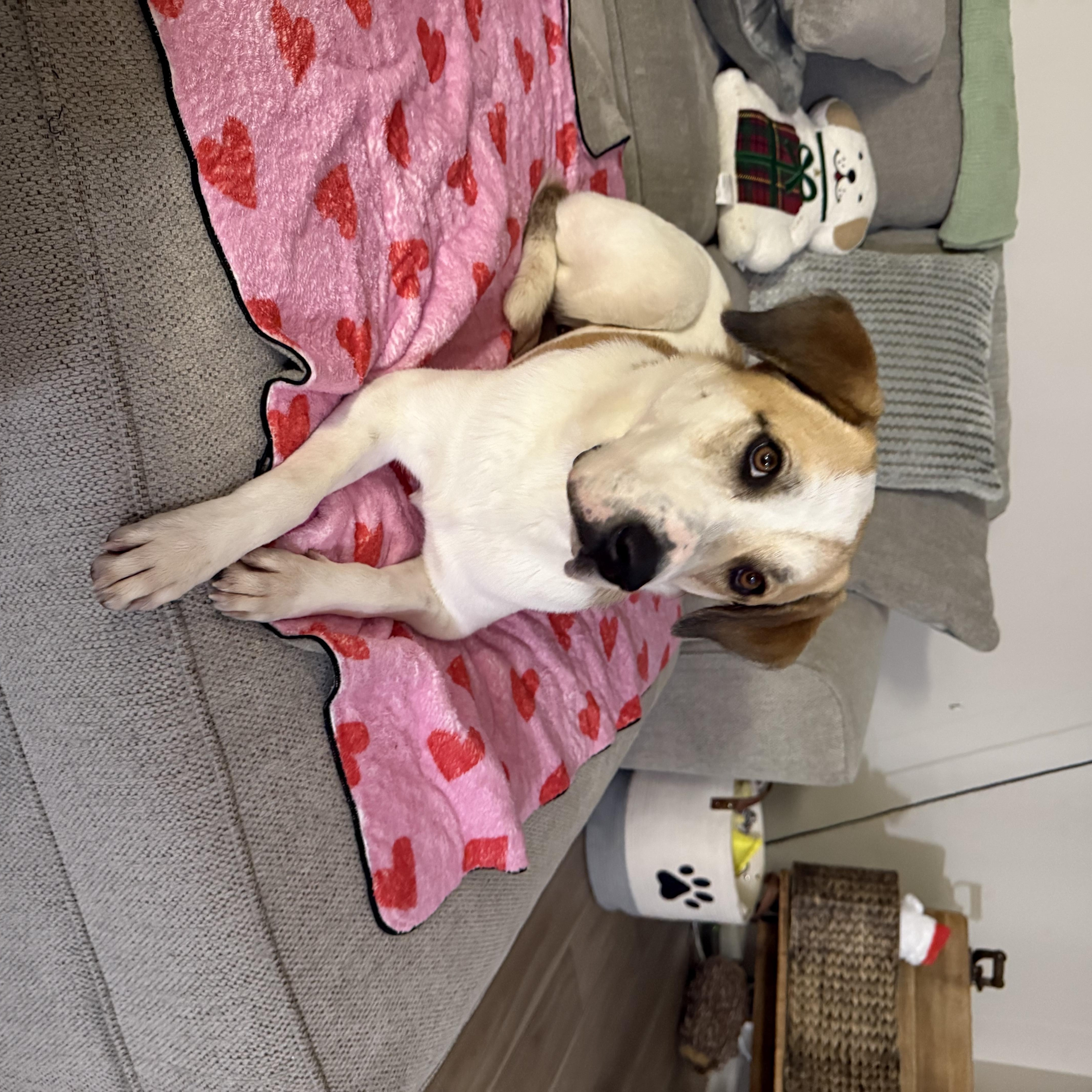 Betty, ADOPTABLE, Adult Female Labrador Retriever & Hound.