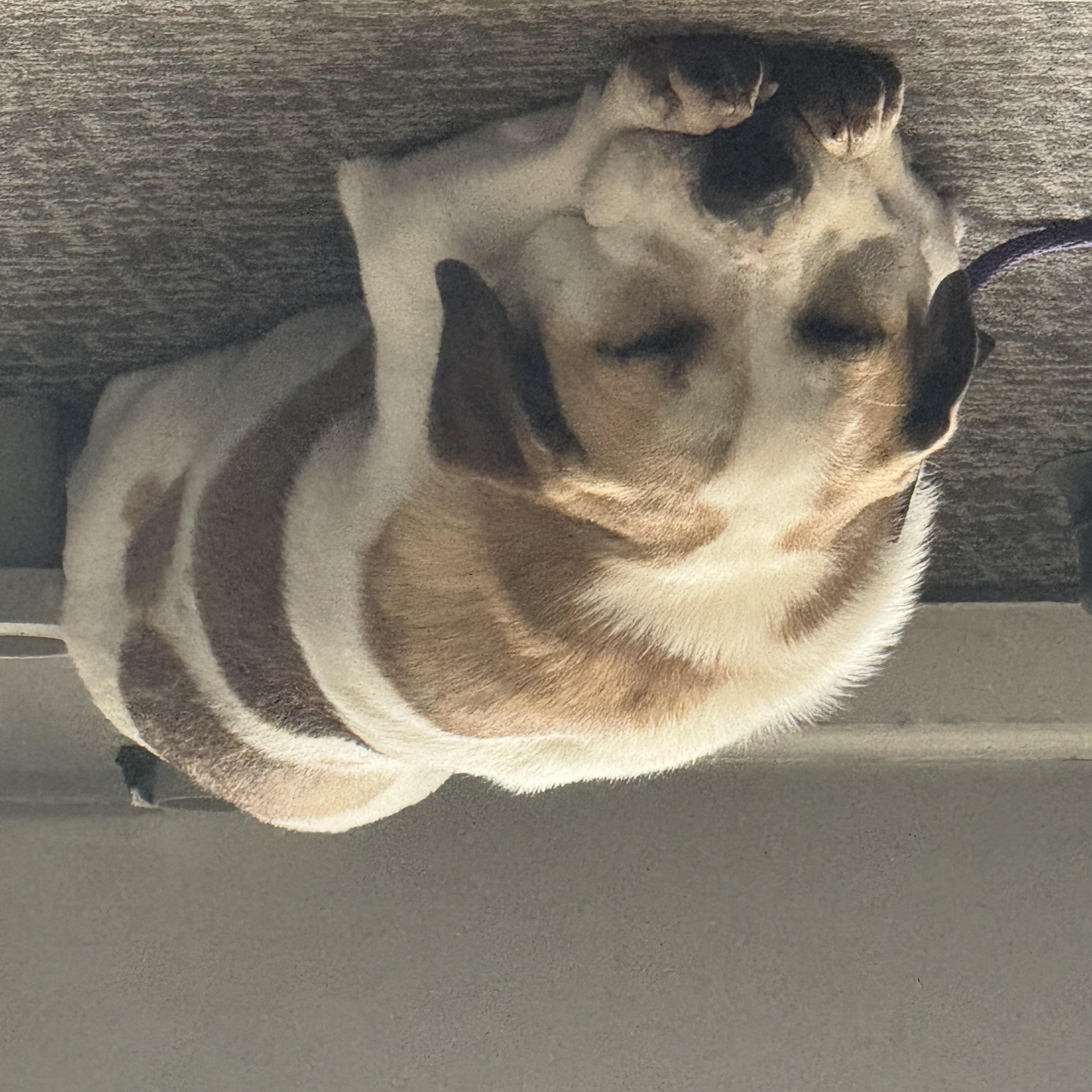 Betty, a ADOPTABLE mixed breed in Lincoln, NE image 3/4