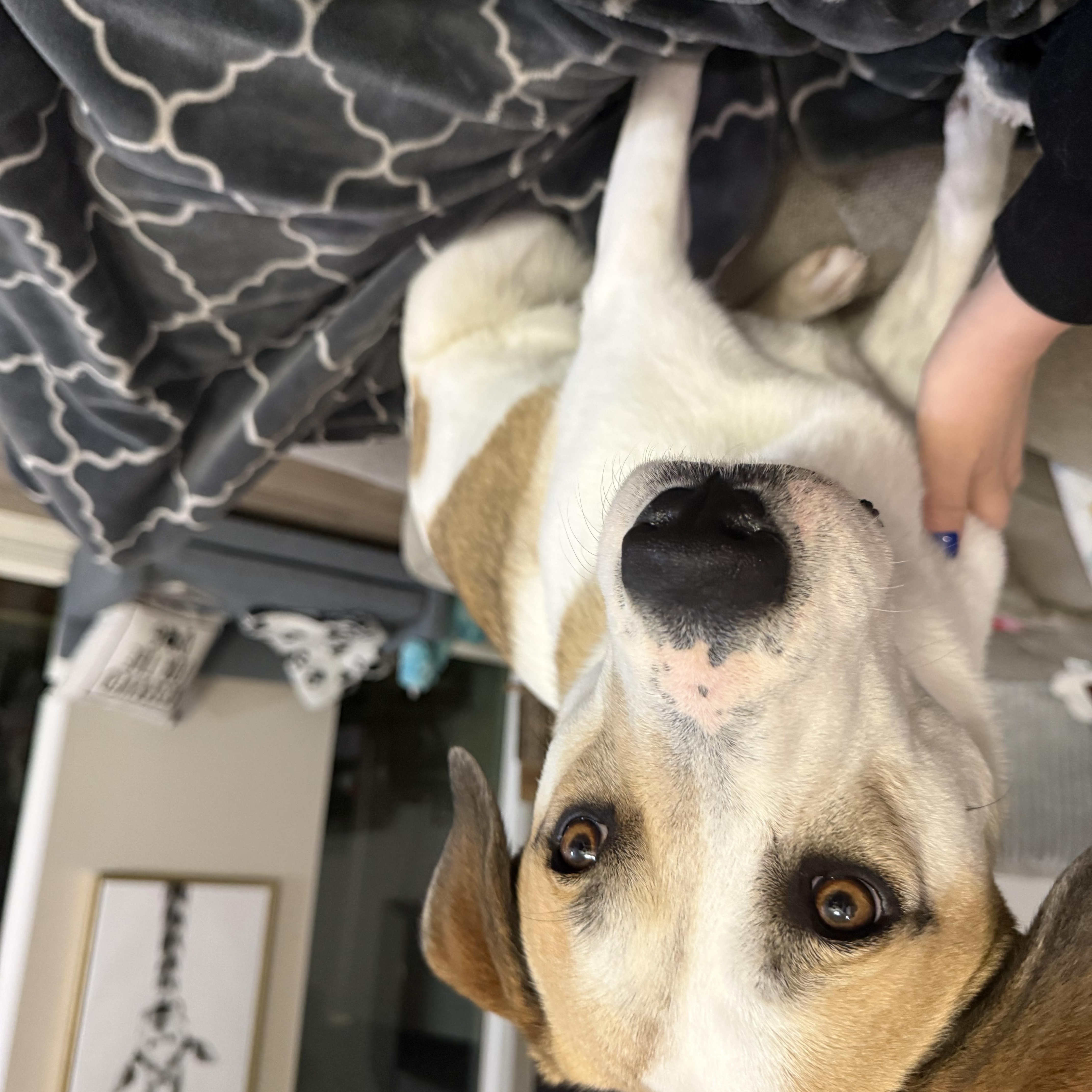 Betty, a ADOPTABLE mixed breed in Lincoln, NE image 2/4