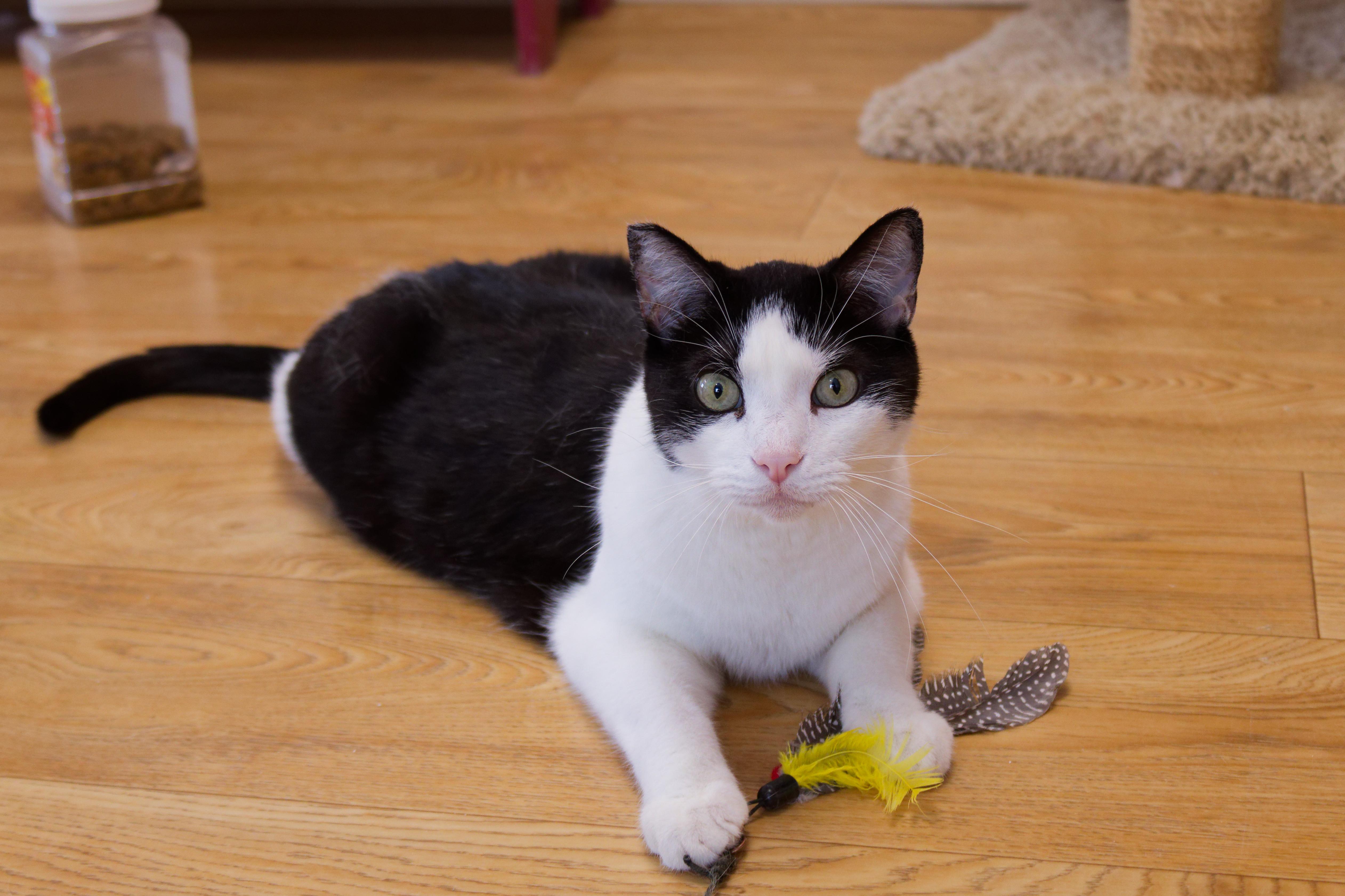 Enlarge Ying, a Adoptable Domestic Short Hair in Urbana, OH image 1/6