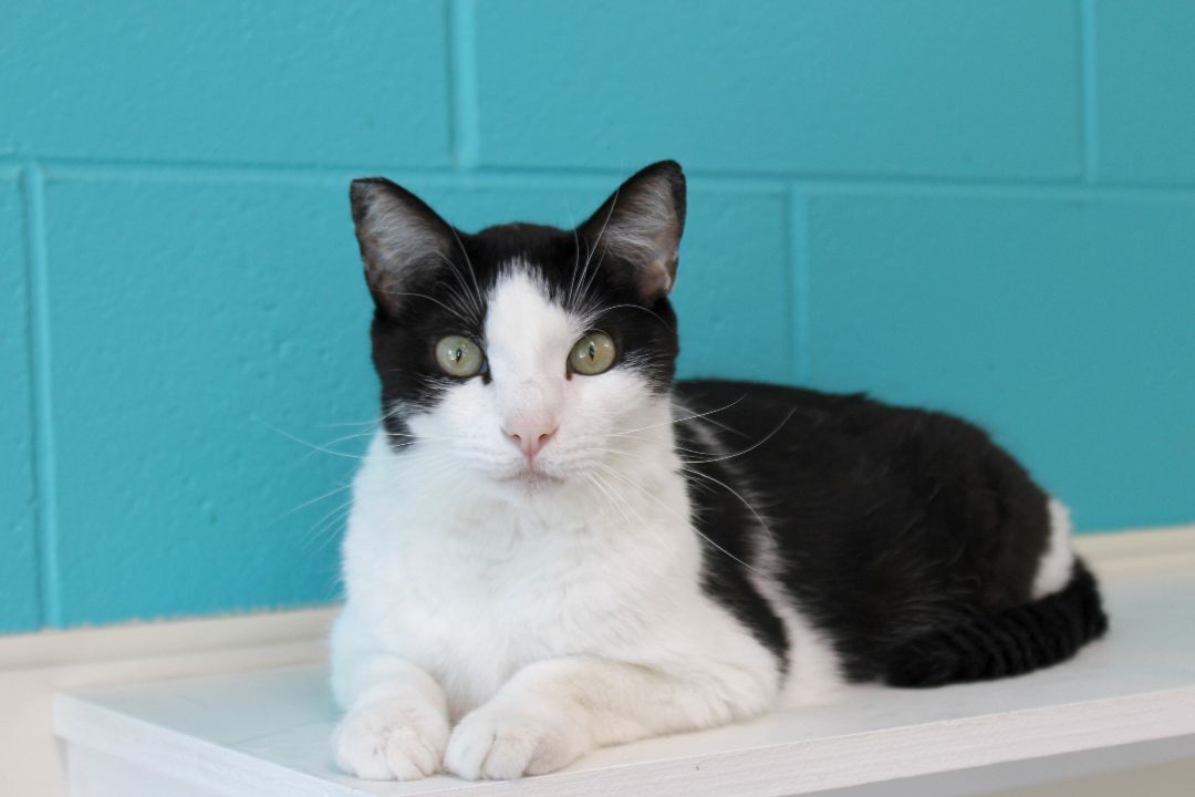 Ying, Adoptable, Adult Male Domestic Short Hair.