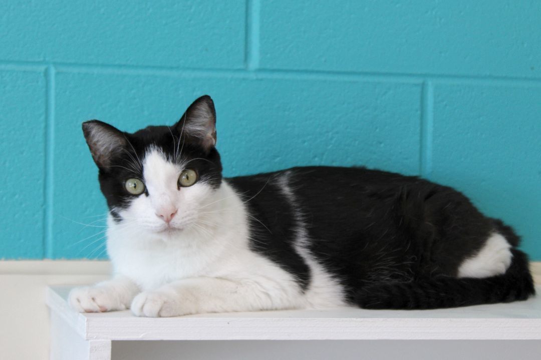 Ying, a Adoptable Domestic Short Hair in Urbana, OH image 2/6