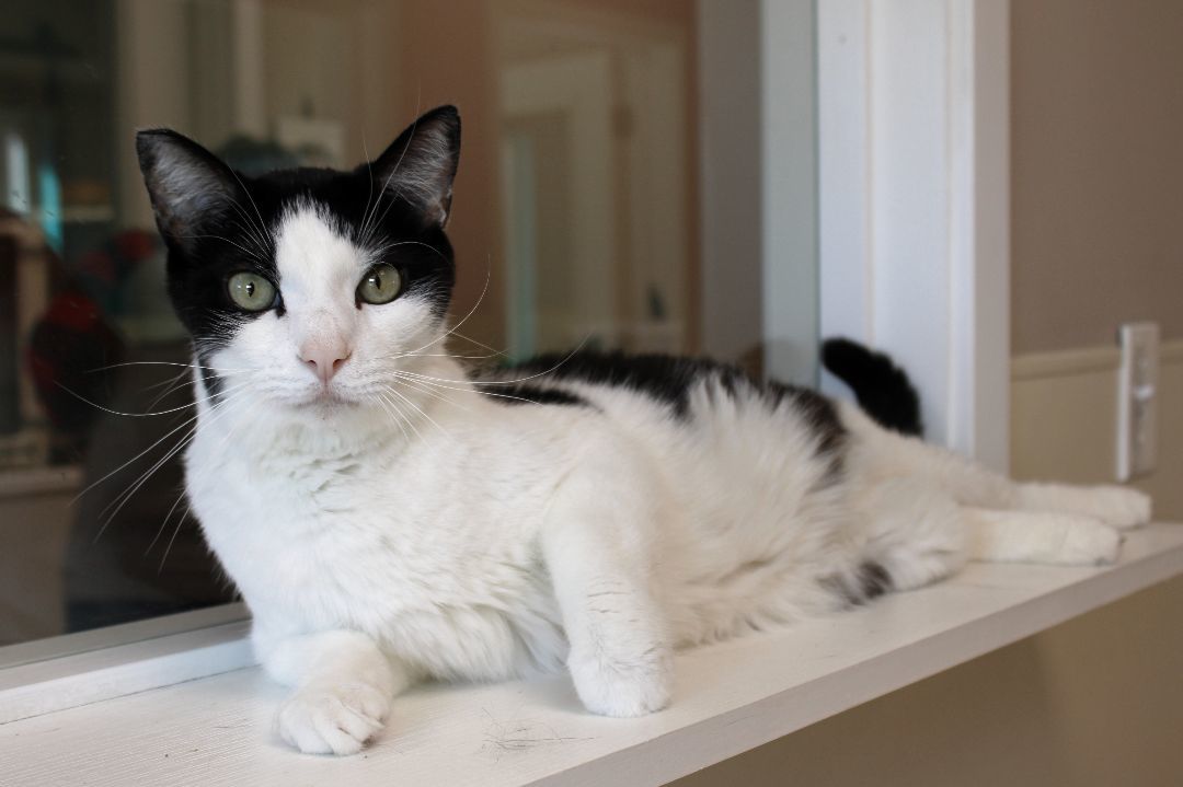 Ying, a Adoptable Domestic Short Hair in Urbana, OH image 3/6