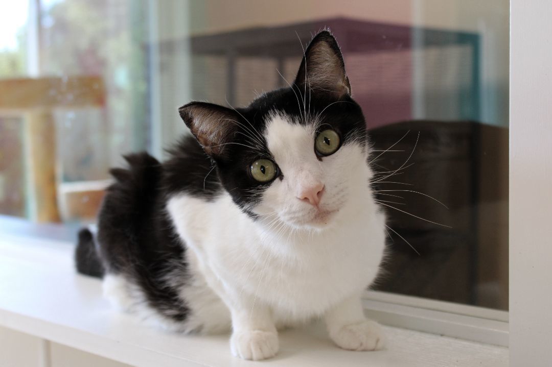 Ying, a Adoptable Domestic Short Hair in Urbana, OH image 4/6