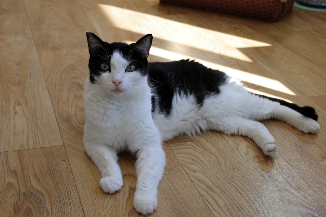 Ying, a Adoptable Domestic Short Hair in Urbana, OH image 5/6