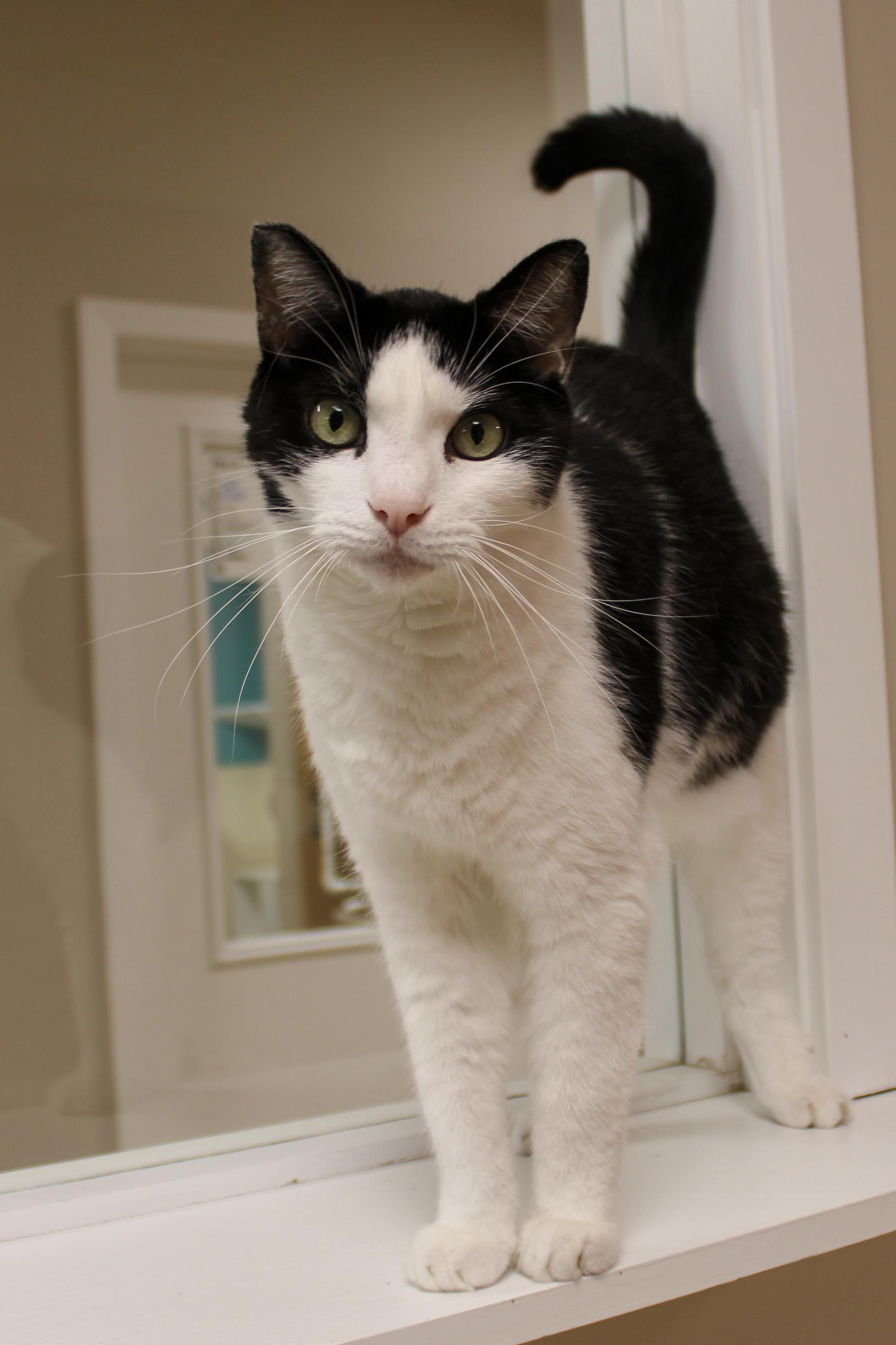 Ying, a Adoptable Domestic Short Hair in Urbana, OH image 6/6