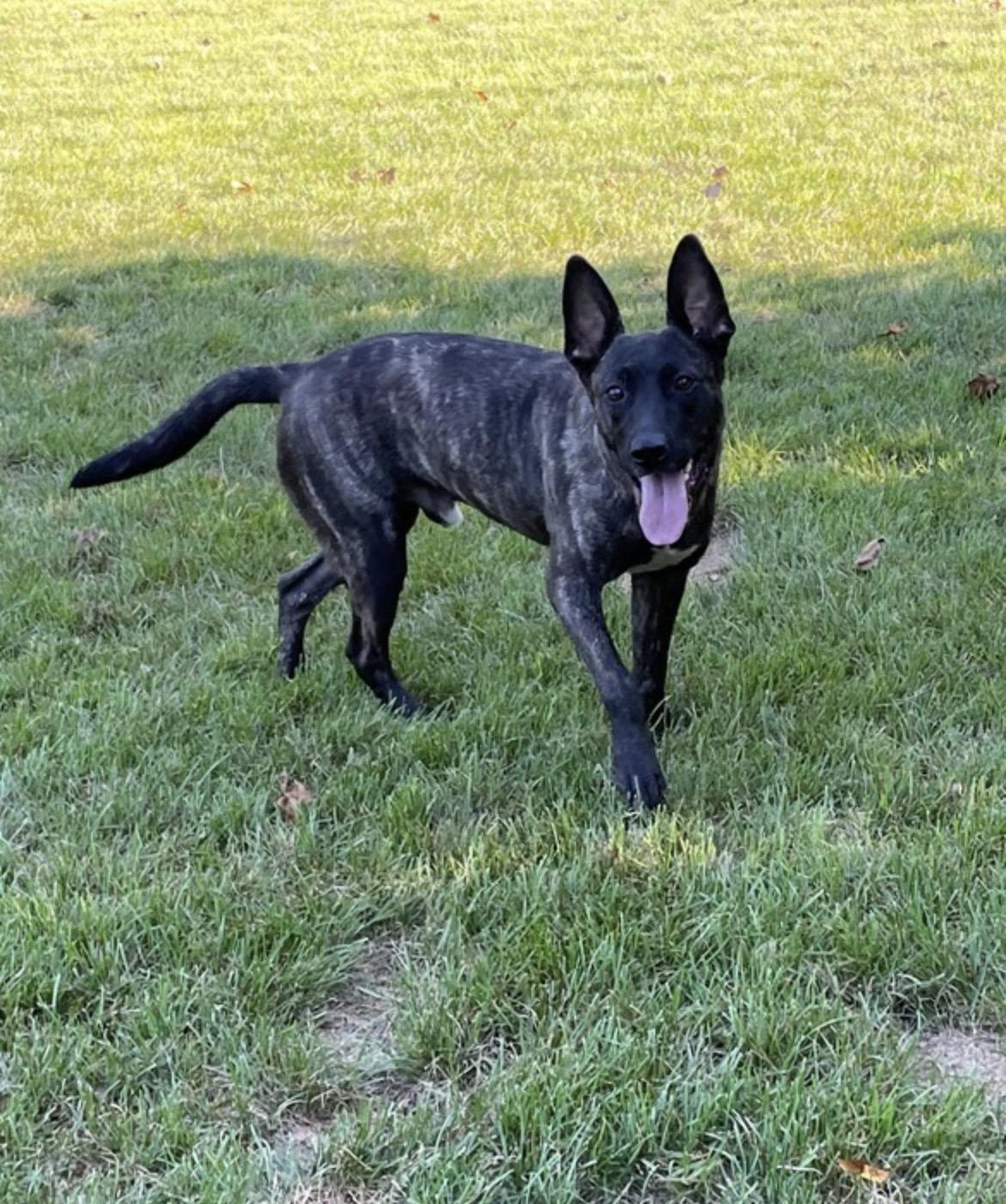 Enlarge Croc, a Adoptable Dutch Shepherd in Lincoln University, PA image 2/2