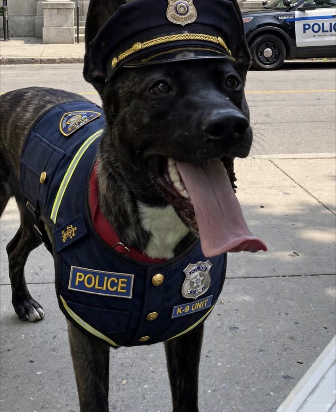 Croc, Adoptable, Young Male Dutch Shepherd.
