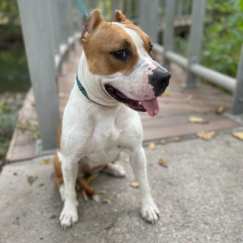 Pixie — thumbnail 3