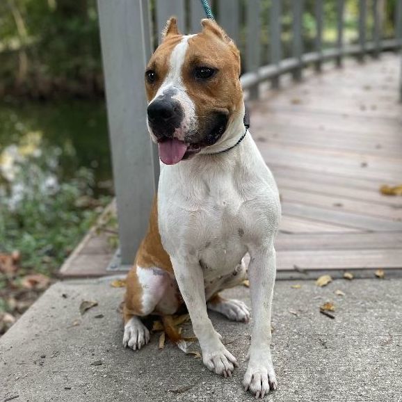 Pixie — thumbnail 6