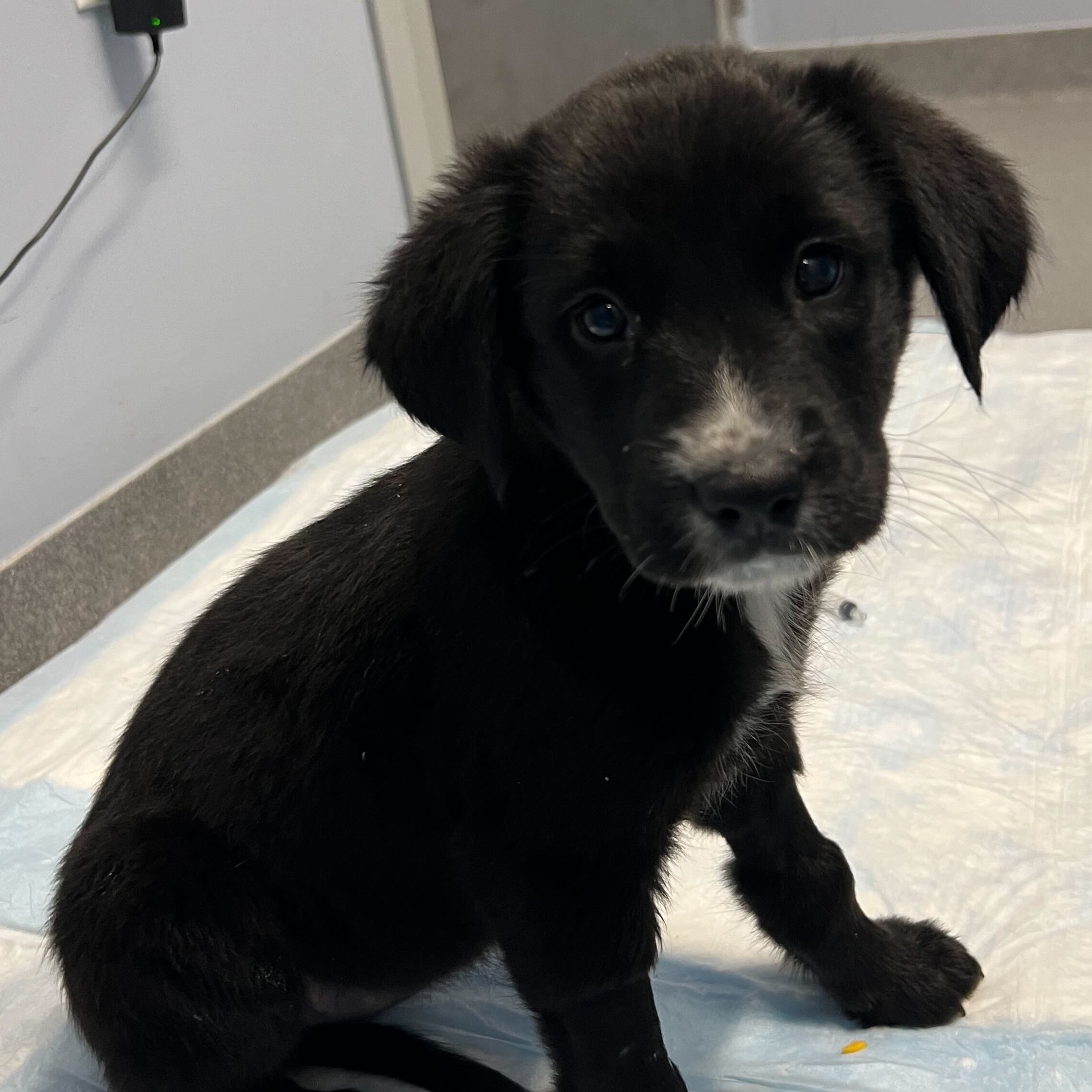 Dog for adoption Clementine, a Mixed Breed in Canal Winchester, OH