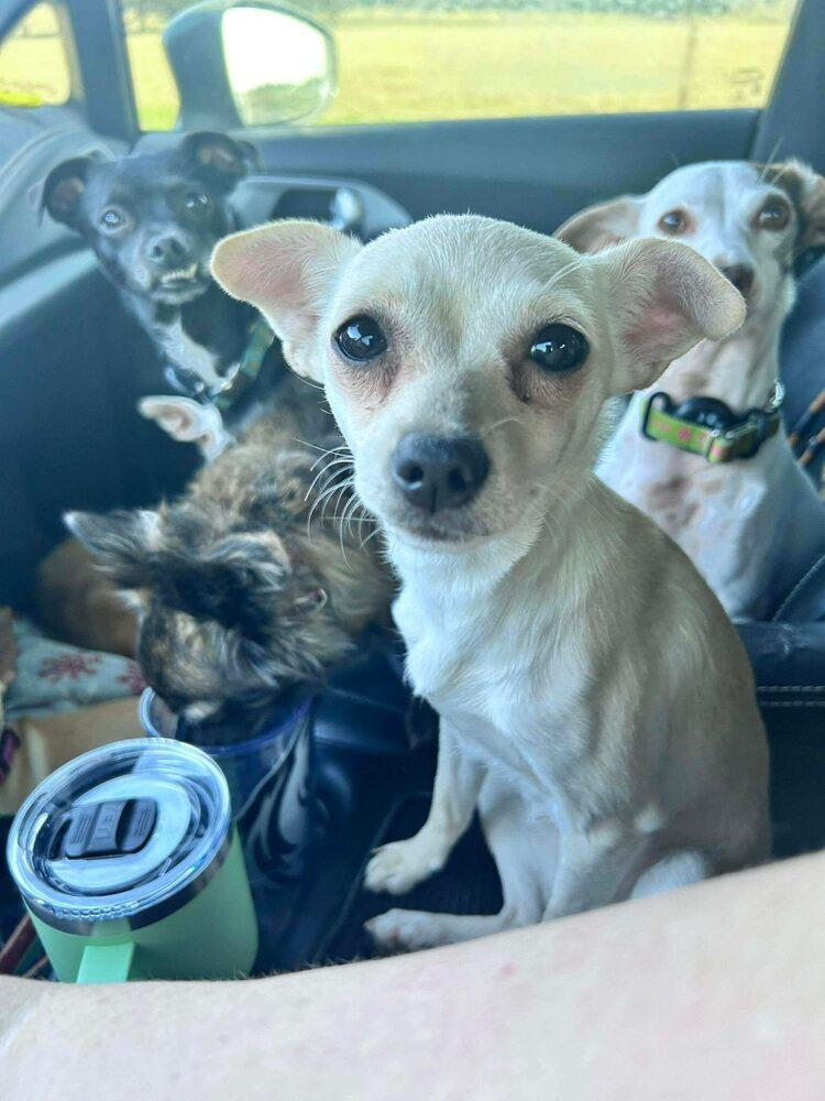 Enlarge French Fry, a Adoptable mixed breed in Saugus, MA image 1/4