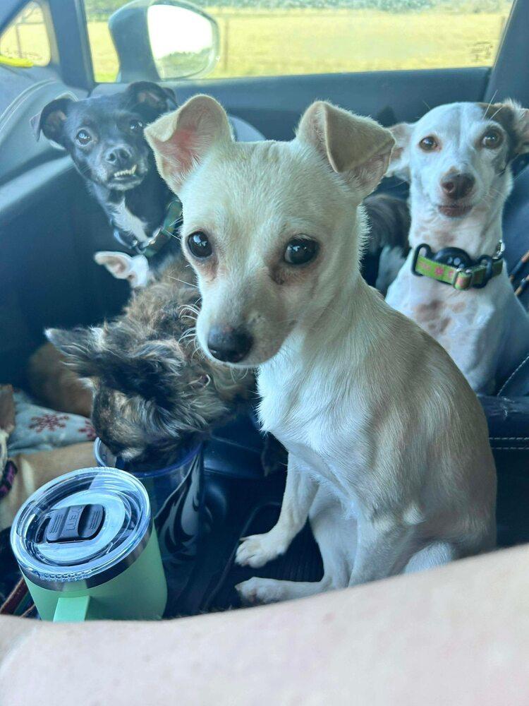 Enlarge French Fry, a Adoptable mixed breed in Saugus, MA image 2/4